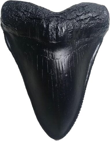 Megalodon Giant Shark Tooth Replica - Museum Quality Fossil Cast (Black) in Saudi Arabia