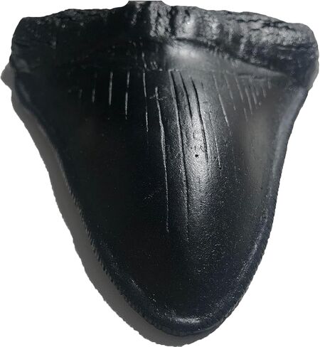 Megalodon Giant Shark Tooth Replica - Museum Quality Fossil Cast (Black) in Saudi Arabia