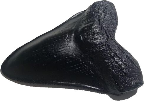 Megalodon Giant Shark Tooth Replica - Museum Quality Fossil Cast (Black) in Saudi Arabia
