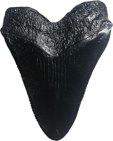 Megalodon Giant Shark Tooth Replica - Museum Quality Fossil Cast (Black) in Saudi Arabia