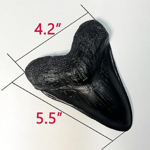 Megalodon Giant Shark Tooth Replica - Museum Quality Fossil Cast (Black) in Saudi Arabia