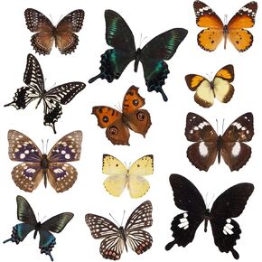 12 Pcs Real Taxidermy Butterfly - Butterfly Specimen Artwork Material Decor,Taxidermy Animals Supplies for Science Education Multicolor (Random)