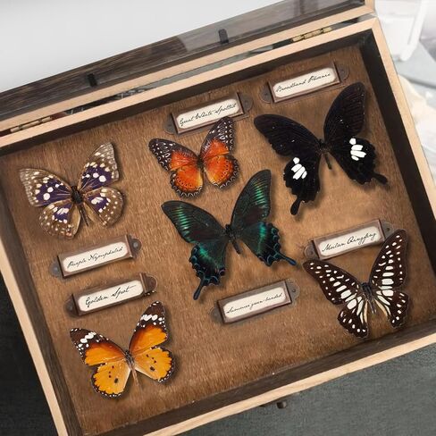 12 Pcs Real Taxidermy Butterfly - Butterfly Specimen Artwork Material Decor,Taxidermy Animals Supplies for Science Education Multicolor (Random) in Saudi Arabia
