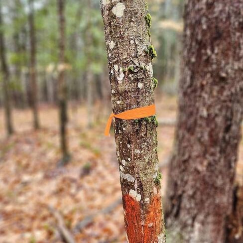 10 لفات 3280 قدم إجمالي 1 بوصة شريط أعلام برتقالي، شريط مساح علامات نيون غير لاصق، شريط أعلام عاكس متعدد الأغراض لوضع العلامات والحدود ووضع علامات على المسار، 328 قدم/لفة in Kuwait