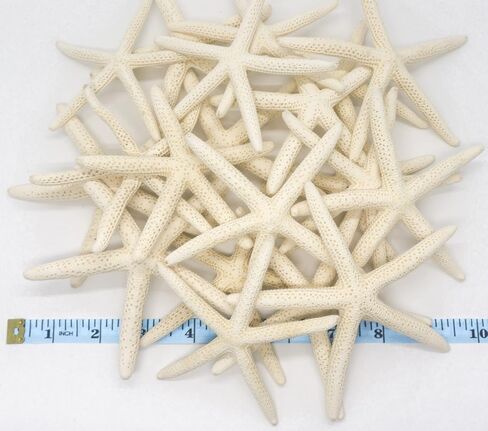 Starfish | White Finger Starfish 4"-6" | Home Decor - Art & Crafts | Plus Free Nautical E-Book by Joseph Rains (10 Pack White, Blue & Green) in Saudi Arabia