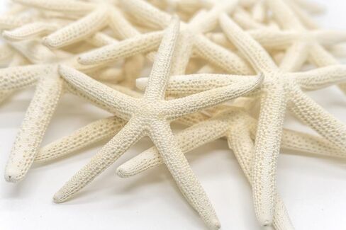 Starfish | White Finger Starfish 4"-6" | Home Decor - Art & Crafts | Plus Free Nautical E-Book by Joseph Rains (10 Pack White, Blue & Green) in Saudi Arabia
