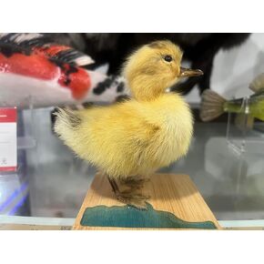 Generic Realistic Duck Taxidermy Specimen - Perfect for Collecting, Holiday Gifts, and Easter Decor，taxidermy animals in Kuwait