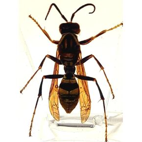 44mm Real Honeybee Honey Bee in Crystal Clear Lucite Resin Specimen Preserved Insect Taxidermy Crafts Collection for Biology Science Education & Desk Ornament Display Supplies Small Paperweight