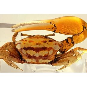 2.9" Real Freshwater Mitten Handed Golden Crab in Crystal Clear Lucite Resin Specimen Preserved Aimal Taxidermy Crafts Collection for Biology Science Education & Desk Ornament Display Supplies