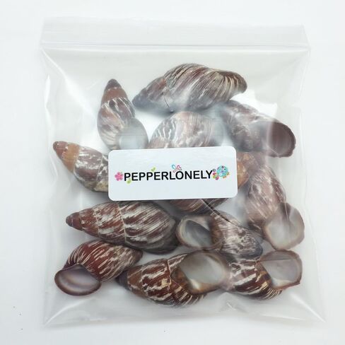 PEPPERLONELY 12 قطعة من أصداف البحر من قواقع أرض الجنية، 1-1/2 بوصة ~ 2-1/2 بوصة in Saudi Arabia