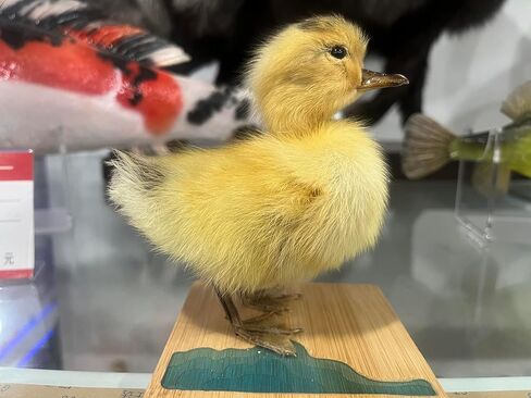 Generic Realistic Duck Taxidermy Specimen - Perfect for Collecting, Holiday Gifts, and Easter Decor，taxidermy animals in Kuwait