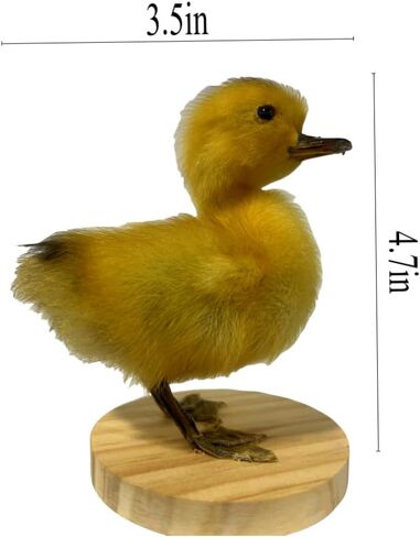 Generic Realistic Duck Taxidermy Specimen - Perfect for Collecting, Holiday Gifts, and Easter Decor，taxidermy animals in Kuwait