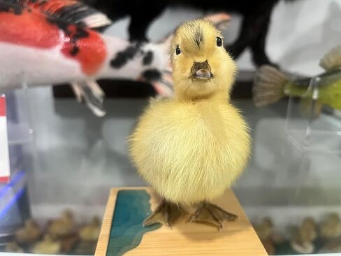 Generic Realistic Duck Taxidermy Specimen - Perfect for Collecting, Holiday Gifts, and Easter Decor，taxidermy animals in Kuwait