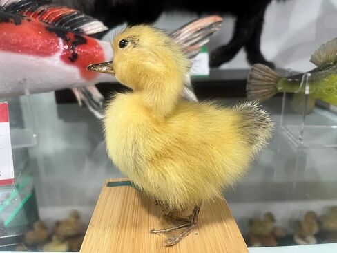 Generic Realistic Duck Taxidermy Specimen - Perfect for Collecting, Holiday Gifts, and Easter Decor，taxidermy animals in Kuwait