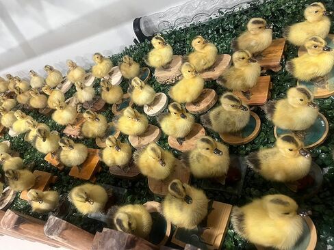 Generic Realistic Duck Taxidermy Specimen - Perfect for Collecting, Holiday Gifts, and Easter Decor，taxidermy animals in Kuwait