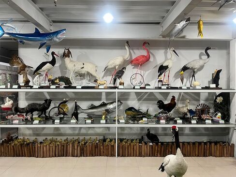 Generic Realistic Duck Taxidermy Specimen - Perfect for Collecting, Holiday Gifts, and Easter Decor，taxidermy animals in Kuwait