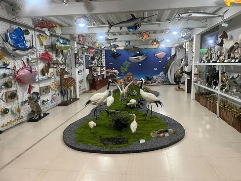 Generic Realistic Duck Taxidermy Specimen - Perfect for Collecting, Holiday Gifts, and Easter Decor，taxidermy animals in Kuwait