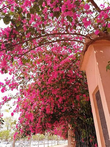 40Pcs in Bulk Artificial Bougainvillea Silk Flowers Branches Long Plant Stems 45" for Wedding Centerpieces, Bussiness Decoration Project, Indoor & Outdoor Decoration (Cream White - 40Pcs) in Saudi Arabia