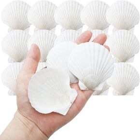 HaiMay 15 Pieces Natural Scallop Shells White Sea Shells Sea Beach Real Seashells for DIY Craft Painting Ocean Themed Party Wedding, 2''-3''