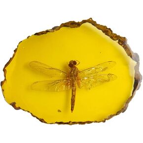 1 PCS Beautiful Amber Dragonfly Fossil Insects Manual Polishing True Insect Specimens