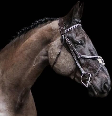 Exion Designer Soft Lined Figure 8 English Bridle for Horses | Anatomic Broad Monocrown head Piece | Adjustable Noseband with Jaw Pad and Rubber Rein | Horses Jumping Bridle in Kuwait