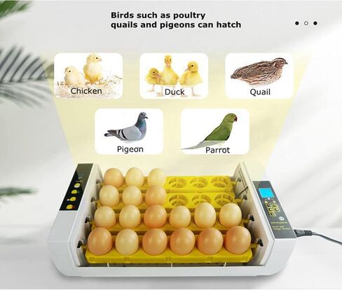 110V 24 Eggs Incubator Full Automatic Incubator with LCD Display Automatic Temperature and Humidity Control Incubator for Hatching Eggs in Saudi Arabia