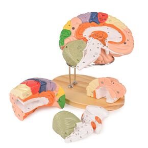 Human Brain Model for Neuroscience, Brain Model Labeled with Study Guide, for Science Education Study Display