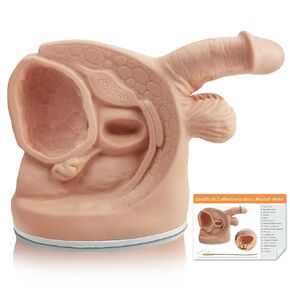 Male Catheterization Model Internal and External Genital Anatomy Model for Clinical Teaching and Medical Education Training Practice, 1 Piece