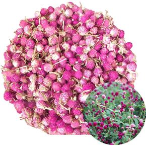 TooGet Dried Flowers Gomphrena globosa Flower, Natural Globe Amaranth Flower Wholesale Best for Flower DIY, Sachets, Wedding Party Decoration, Potpourri, All Kinds of Crafts - 4 OZ