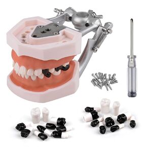 Typodont Teeth Model includes 24pcs of Special Black Replacement Teeth, Dental Typodont with 32 Removable Teeth for Practicing Restorative Techniques