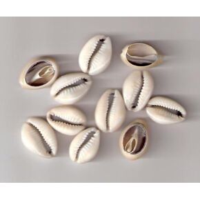 Cowrie Shells - Open 50 Pcs.