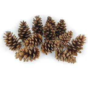 12 Ponderosa Decorative 3" - 5" Pine Cones UNSCENTED Fall Winter Holiday Home Decor Vase Bowl Filler Displays Crafts