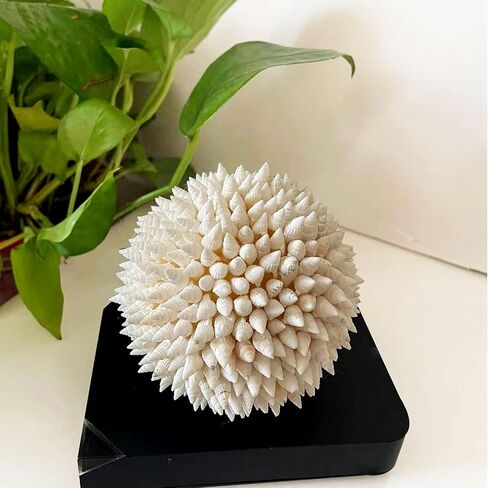 4 Inch White Sea Shells Balls Nautical Handmade Home Wedding Dining Table Beach Decor in Saudi Arabia