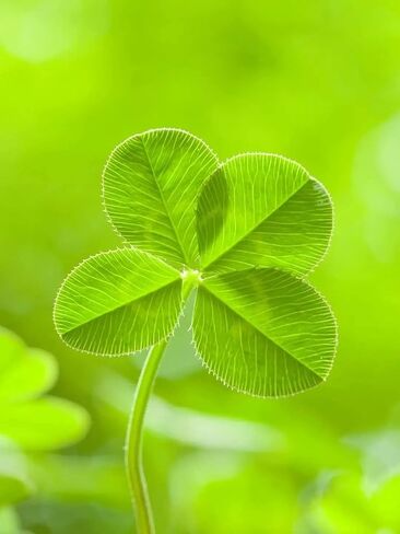 Good Luck Four Leaf Clover Crystal Token in Saudi Arabia