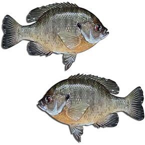 Bluegill Fishing Pond Decal Sticker Sunfish Bream Brim Sunny Boat Decals