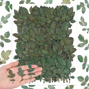 Fabbay 200 Pcs Real Dried Pressed Green Leaves Natural Rose Flower Dried Leaves Plant Dried Greenery for Resin Art Arrangements Home Wedding Bouquets Baby Shower DIY Crafts Decors Card Scrapbooking