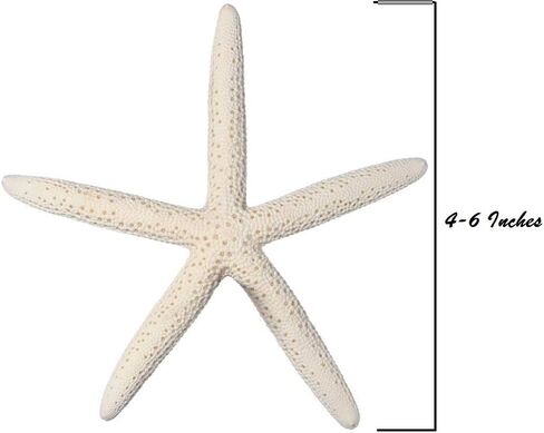 10 نجوم بحر على شكل أصابع بيضاء من 4 إلى 6 بوصات ديكور منزلي بحري in Kuwait