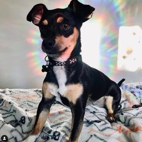 18 قطعة من ملصقات نافذة القمر والسحابة - ملصقات نافذة مضادة للتصادمات لحماية الطيور من اصطدامات النوافذ، ملصقات نافذة من الفينيل غير لاصقة، ملصقات قوس قزح in Kuwait