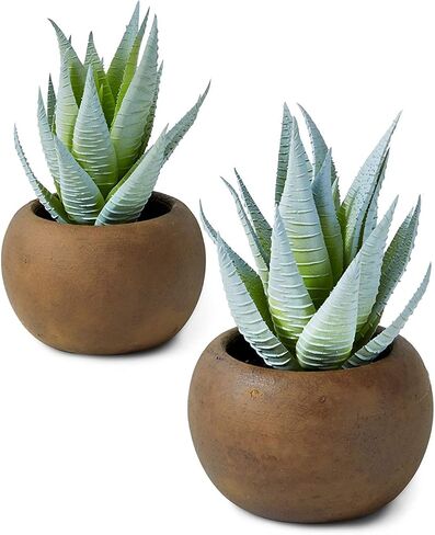 Serene Spaces Living Echeveria Succulent Mix in Bowl, Perfect for Weddings and Home Décor, Real Looking Succulent for Decoration, Measures 10in Diameter x 7in High, Sold Individually in Saudi Arabia