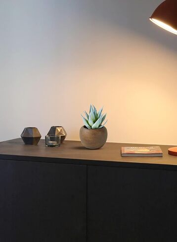 Serene Spaces Living Echeveria Succulent Mix in Bowl, Perfect for Weddings and Home Décor, Real Looking Succulent for Decoration, Measures 10in Diameter x 7in High, Sold Individually in Saudi Arabia