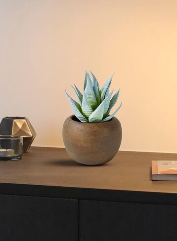 Serene Spaces Living Echeveria Succulent Mix in Bowl, Perfect for Weddings and Home Décor, Real Looking Succulent for Decoration, Measures 10in Diameter x 7in High, Sold Individually in Saudi Arabia