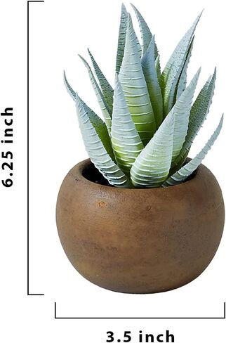 Serene Spaces Living Echeveria Succulent Mix in Bowl, Perfect for Weddings and Home Décor, Real Looking Succulent for Decoration, Measures 10in Diameter x 7in High, Sold Individually in Saudi Arabia