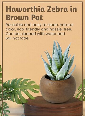 Serene Spaces Living Echeveria Succulent Mix in Bowl, Perfect for Weddings and Home Décor, Real Looking Succulent for Decoration, Measures 10in Diameter x 7in High, Sold Individually in Saudi Arabia