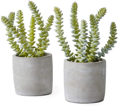 Serene Spaces Living Echeveria Succulent Mix in Bowl, Perfect for Weddings and Home Décor, Real Looking Succulent for Decoration, Measures 10in Diameter x 7in High, Sold Individually in Saudi Arabia