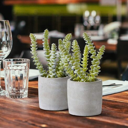 Serene Spaces Living Echeveria Succulent Mix in Bowl, Perfect for Weddings and Home Décor, Real Looking Succulent for Decoration, Measures 10in Diameter x 7in High, Sold Individually in Saudi Arabia