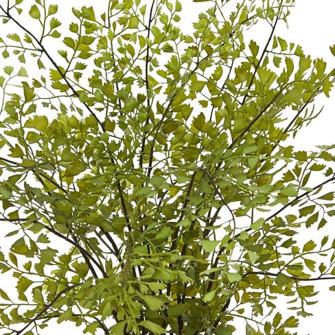 Nearly Natural 4251 Maiden Hair Artificial Plant in Planter Green Small in Saudi Arabia