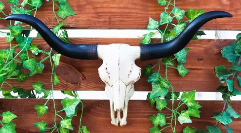 Ebros Gift Texas Longhorn Steer Cattle Cow Skull Wall Mounted Hanging Plaque Figurine 21" Wide As Rustic Cabin Lodge Gothic Macabre Decor Of Cows Skulls Skeletons Hunters Outdoorsmen Trophy Statue in Saudi Arabia