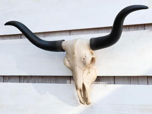 Ebros Gift Texas Longhorn Steer Cattle Cow Skull Wall Mounted Hanging Plaque Figurine 21" Wide As Rustic Cabin Lodge Gothic Macabre Decor Of Cows Skulls Skeletons Hunters Outdoorsmen Trophy Statue in Saudi Arabia