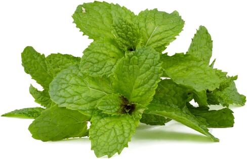 PURE ORIGINAL INGREDIENTS Peppermint Leaf (365 Capsules) No Magnesium Or Rice Fillers, Always Pure, Lab Verified in Saudi Arabia