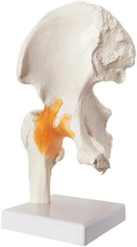 Life-Size Human Hip Anatomy Pelvis Model with Flexible Ligaments and Bony Landmarks - Realistic Design for Use as an Educational Tool in The Doctor's Office in Saudi Arabia